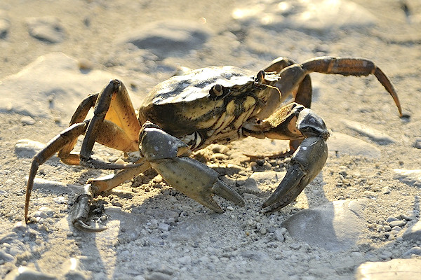 Carcinus aestuarii